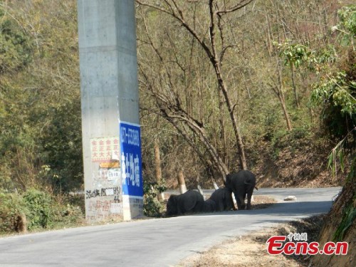 Wild elephants are spotted under an expressway bridge in Jinghong city, Southwest China’s Yunnan province, Feb 25, 2015. Seven wild elephants that intruded an expressway were escorted back to forest by police. It is common for the State-protected animals to damage crops or attack humans near the rainforests of Xishuangbanna in Jinghong. (Photo: China News Service/Chang Zongbo) Wild elephants are spotted under an expressway bridge in Jinghong city, Southwest China’s Yunnan province, Feb 25, 2015. Seven wild elephants that intruded an expressway were escorted back to forest by police. It is common for the State-protected animals to damage crops or attack humans near the rainforests of Xishuangbanna in Jinghong. (Photo: China News Service/Chang Zongbo)