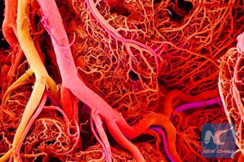 (Blood vessels now can be 3D-printed.Web Photo) (Blood vessels now can be 3D-printed.Web Photo)