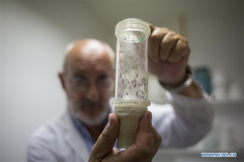 Image taken on Feb. 17, 2016 shows Dr. Juan Garcia, Director of the Center for Parasitological Studies and Vectors (CEPAVE) of the Faculty of Natural Sciences of La Plata National University, looking at a sample of Aedes aegypti mosquitoes sheltered for study at one of the Centre laboratories, in La Plata city, Argentina. (Photo: Xinhua/Martin Zabala) Image taken on Feb. 17, 2016 shows Dr. Juan Garcia, Director of the Center for Parasitological Studies and Vectors (CEPAVE) of the Faculty of Natural Sciences of La Plata National University, looking at a sample of Aedes aegypti mosquitoes sheltered for study at one of the Centre laboratories, in La Plata city, Argentina. (Photo: Xinhua/Martin Zabala)