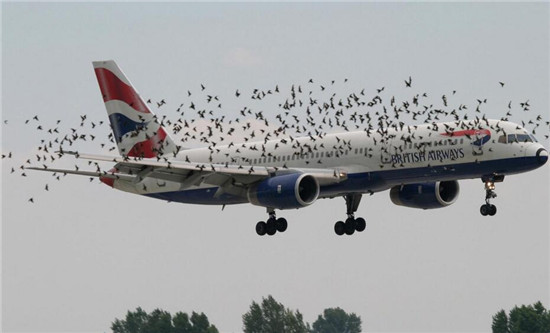 Bird-plane collisions are universal problem. (Photo provided by Northwestern Polytechnical University) Bird-plane collisions are universal problem. (Photo provided by Northwestern Polytechnical University)