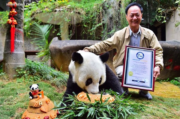 Chen Yucun, director of the panda research and exchange center, shows the certificate of the world's eldest giant panda in captivity beside giant panda Basi at the panda research and exchange center in Fuzhou, capital of southeast China's Fujian Province, Jan. 17, 2017. Basi, world's eldest giant panda in captivity, turns to 37 years old, an equivalent of more than 100 human years. Basi was born in 1980 in Baoxing County, southwest China's Sichuan Province. And she is prototype for mascot Panpan for the 1990 Beijing Asian Games. (Xinhua/Wei Peiquan) Chen Yucun, director of the panda research and exchange center, shows the certificate of the world's eldest giant panda in captivity beside giant panda Basi at the panda research and exchange center in Fuzhou, capital of southeast China's Fujian Province, Jan. 17, 2017. Basi, world's eldest giant panda in captivity, turns to 37 years old, an equivalent of more than 100 human years. Basi was born in 1980 in Baoxing County, southwest China's Sichuan Province. And she is prototype for mascot Panpan for the 1990 Beijing Asian Games. (Xinhua/Wei Peiquan)