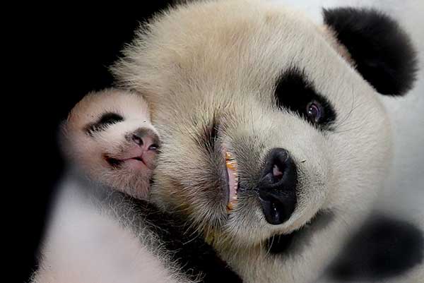 Huasheng with her mother, Guoguo, at the Shanghai Wild Animal Park in September.(Photo/Xinhua) Huasheng with her mother, Guoguo, at the Shanghai Wild Animal Park in September.(Photo/Xinhua)
