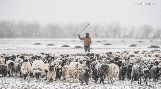 A shepherd herds sheep in Gyangze, southwest China's Tibet Autonomous Region, March 11, 2017. A heavy snowfall hit parts of Tibet on Saturday, providing better soil condition for the spring seeding. (Xinhua/Purbu Zhaxi) A shepherd herds sheep in Gyangze, southwest China's Tibet Autonomous Region, March 11, 2017. A heavy snowfall hit parts of Tibet on Saturday, providing better soil condition for the spring seeding. (Xinhua/Purbu Zhaxi)