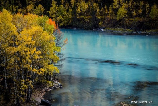 Photo taken on Sept. 22, 2017 shows the autumn scenery of the Wolong River in the Kanas scenic area, northwest China's Xinjiang Uygur Autonomous Region. (Xinhua/Zhao Ge) Photo taken on Sept. 22, 2017 shows the autumn scenery of the Wolong River in the Kanas scenic area, northwest China's Xinjiang Uygur Autonomous Region. (Xinhua/Zhao Ge)