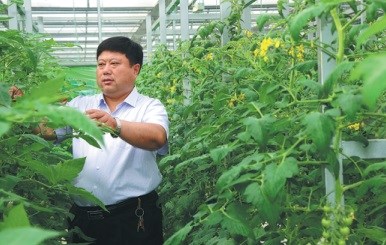 Wang Chuanxi visits a greenhouse in Daicun village in Linyi, Shandong province. (Photo provided to China Daily) Wang Chuanxi visits a greenhouse in Daicun village in Linyi, Shandong province. (Photo provided to China Daily)