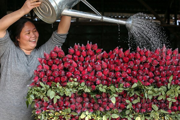 A flower grower at Datian village in Guangzhou, Guangdong province, waters roses on sale in her shop. (Photo provided to China Daily) A flower grower at Datian village in Guangzhou, Guangdong province, waters roses on sale in her shop. (Photo provided to China Daily)