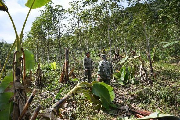 Staff workers of the Xishuangbanna Natural Reserve check the ruined banana trees. (Photo for China Daily/Chen Xueli) Staff workers of the Xishuangbanna Natural Reserve check the ruined banana trees. (Photo for China Daily/Chen Xueli)