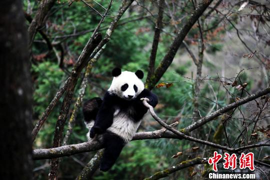 File photo of Panda Ying Xue. (Photo/China News Service) File photo of Panda Ying Xue. (Photo/China News Service)