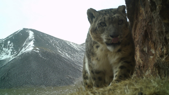 A snow leopard is captured by an infrared camera on the Amney Machen Mountain. /Plateau Nature Conservancy Photo