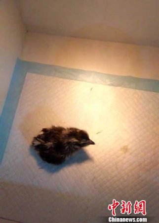 China's giant panda research base said on Sunday that it has hatched one Chinese monal (Lophophorus lhuysii) egg, a bird as rare as the giant panda. (Photo/China News Service)