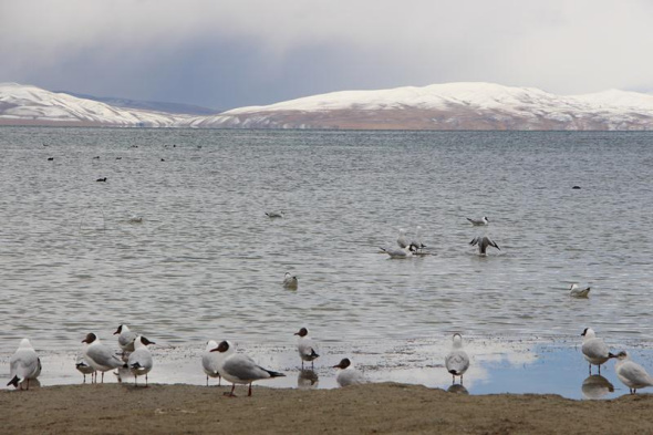 Black-beaded gulls rest at Lake Manasarova on May 10, 2018. (Photo by Ma Chi/chinadaily.com.cn) Black-beaded gulls rest at Lake Manasarova on May 10, 2018. (Photo by Ma Chi/chinadaily.com.cn)