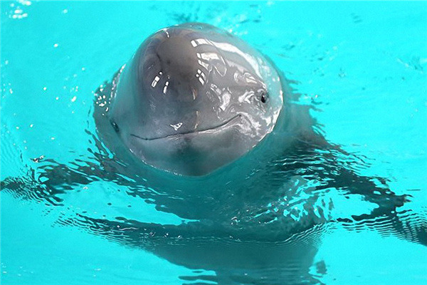 A captive finless porpoise swims in an aquarium in the Chinese Academy of Sciences' Institute of Hydrobiology in Wuhan, Hubei province, last year. (Photo/Xinhua) A captive finless porpoise swims in an aquarium in the Chinese Academy of Sciences' Institute of Hydrobiology in Wuhan, Hubei province, last year. (Photo/Xinhua)
