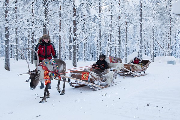 Chinese tourists ride elk-driven sleighs in a small forest in Finland. (Photo provided to China Daily) Chinese tourists ride elk-driven sleighs in a small forest in Finland. (Photo provided to China Daily)