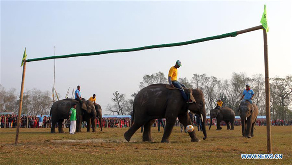 An elephant kicks a ball during an elephant football competition at the 13th Elephant Festival in Sauraha, a tourism hub in southwest Nepal's Chitwan district, Dec. 28, 2016. (File photo/Xinhua) An elephant kicks a ball during an elephant football competition at the 13th Elephant Festival in Sauraha, a tourism hub in southwest Nepal's Chitwan district, Dec. 28, 2016. (File photo/Xinhua)