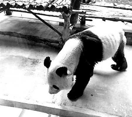 A skinny giant panda at Xi'an Qinling Wildlife Zoo. (Photo provided to Beijing Youth Daily) A skinny giant panda at Xi'an Qinling Wildlife Zoo. (Photo provided to Beijing Youth Daily)