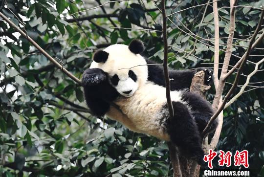 (File Photo/China News Service) (File Photo/China News Service)