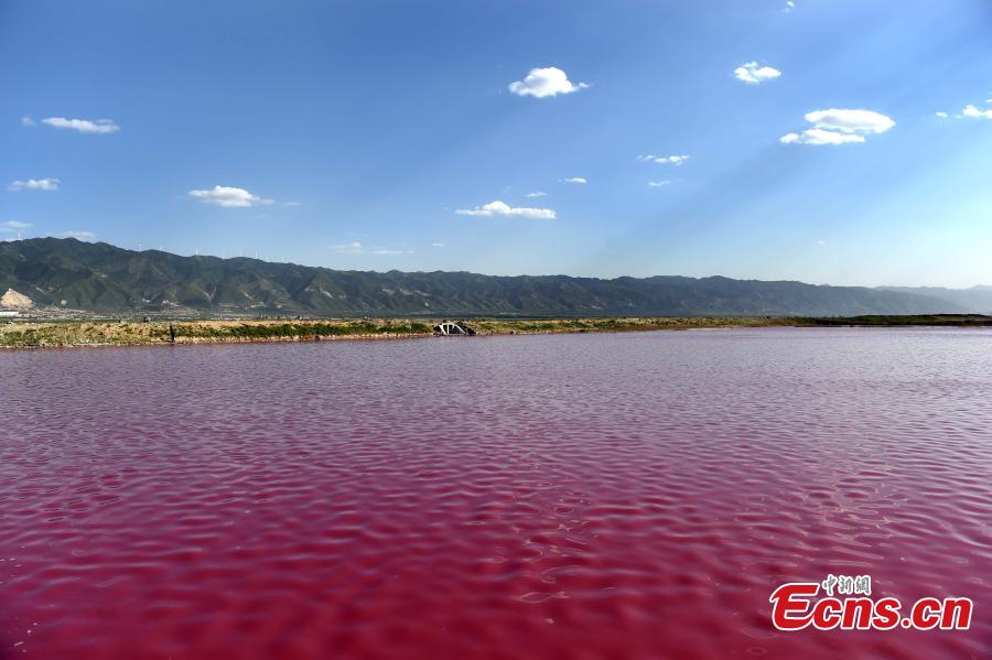 N China's ancient salt lake in rosy hue(1/3)