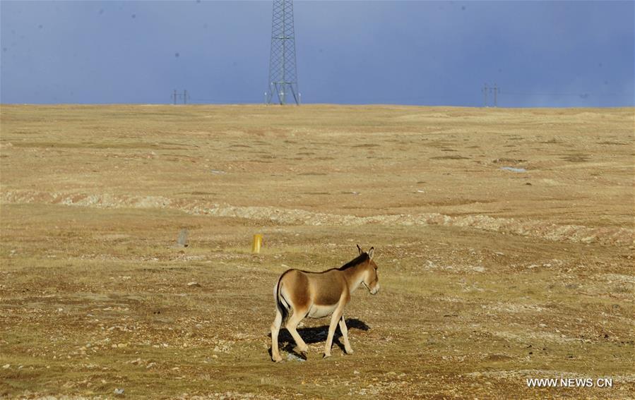Wild animals seen along Qinghai-Tibet Railway(1/7)