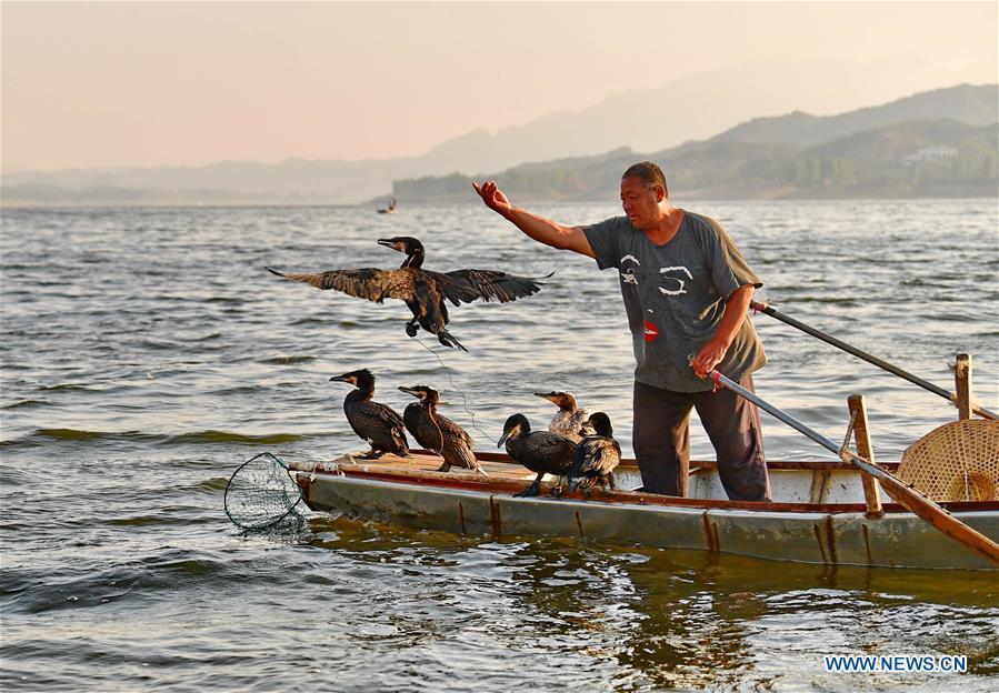 Chinese fisherman sticks to tradition of catching fish with ospreys(1/7)