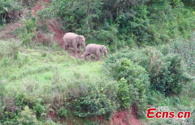 13 wild Asian elephants intrude on farmland in Yunnan(1/3)