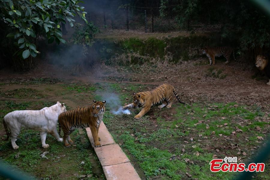 Tigers snatch, destroy low-flying drone (1/6)