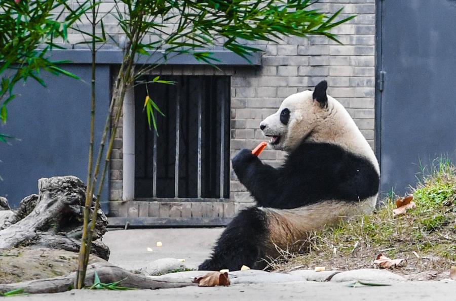 Giant panda Nuan Nuan comes home from Malaysia(1/6)