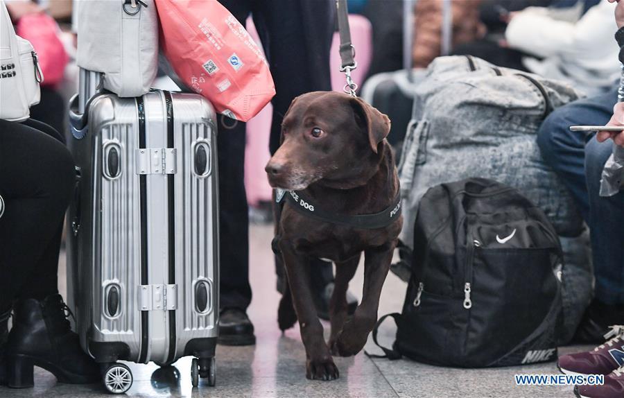 Police dog patrols railway station during Spring Festival travel rush in China's Sichuan (1/4)