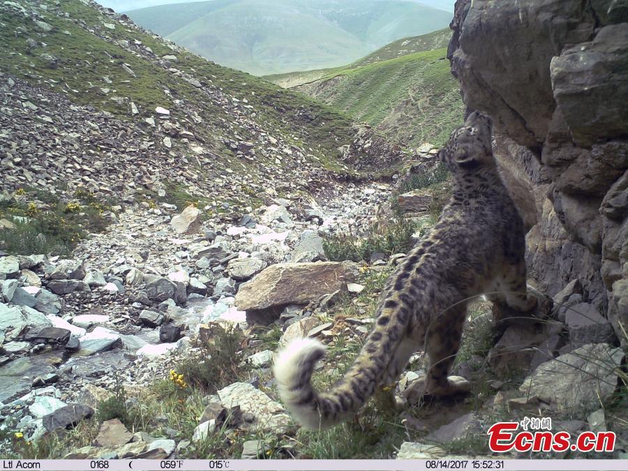 Photo taken by an infrared camera shows a snow leopard at the naturel reserve on Qilian Mountain in Northwest China’s Qinghai Province. Authorities installed 154 infrared cameras on Qilian Mountain to aid in research on the rare animals, capturing 251 images and videos of snow leopards. (Photo provided by Qilian Mountain Nature Reserve Administration)