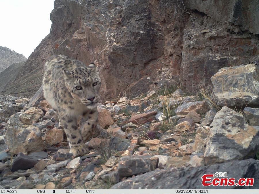 Photo taken by an infrared camera shows a snow leopard at the naturel reserve on Qilian Mountain in Northwest China’s Qinghai Province. Authorities installed 154 infrared cameras on Qilian Mountain to aid in research on the rare animals, capturing 251 images and videos of snow leopards. (Photo provided by Qilian Mountain Nature Reserve Administration)