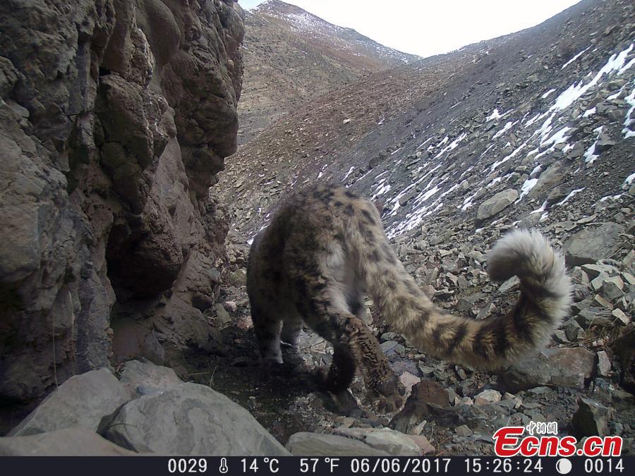 Photo taken by an infrared camera shows a snow leopard at the naturel reserve on Qilian Mountain in Northwest China’s Qinghai Province. Authorities installed 154 infrared cameras on Qilian Mountain to aid in research on the rare animals, capturing 251 images and videos of snow leopards. (Photo provided by Qilian Mountain Nature Reserve Administration)