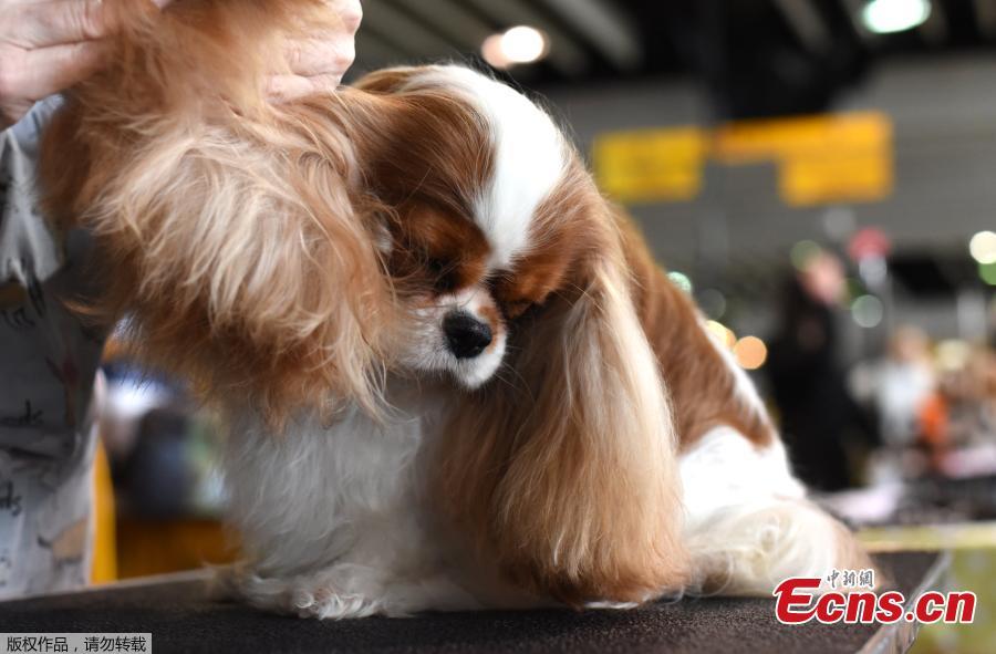 142nd Westminster Kennel Club dog show in New York(1/6)