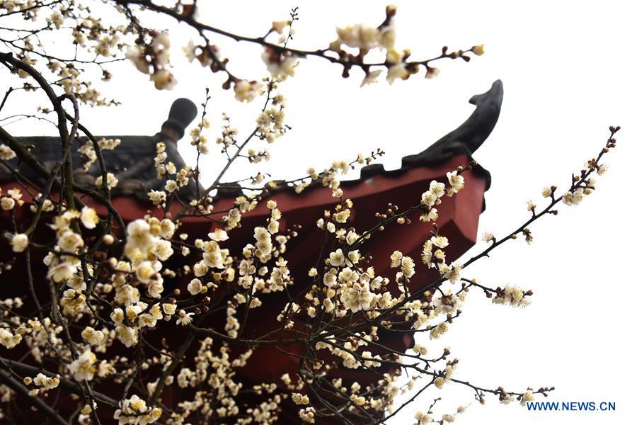 Blooming wintersweet flowers seen in Wuhan(1/3)