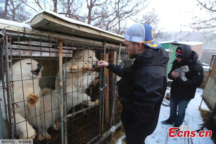 Gus Kenworthy adopts dog from South Korea(1/6)