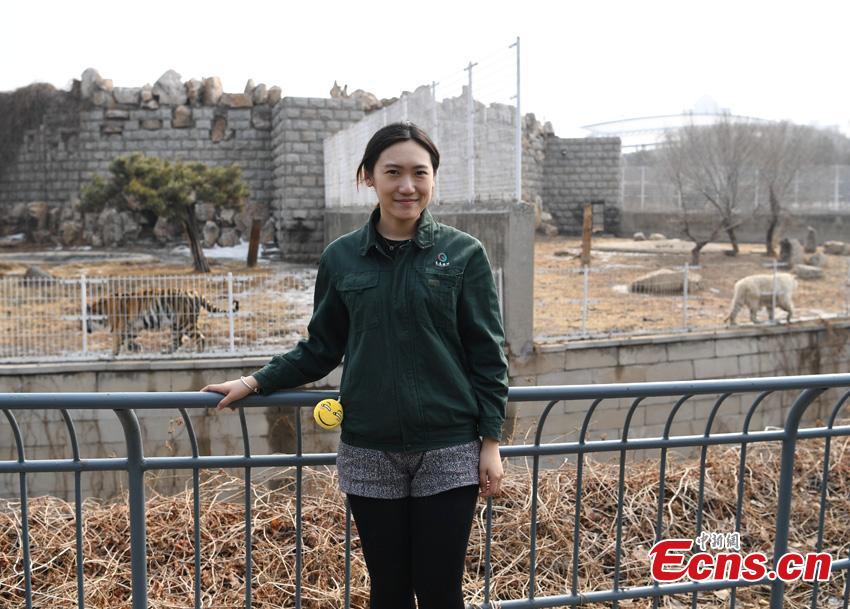 Li Yimeng works at the Changchun Zoo and Botanical Garden in Changchun City, the capital of Northeast China\'s Jilin Province. The 27-year-old postgraduate student in veterinary science at Jilin University is responsible for looking after seven tigers and one lion, task that including preparing food and cleaning their dens. (Photo: China News Service/Zhang Yao)