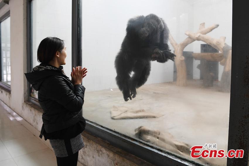 Keeper Li Yimeng likes observing animals during her free time at the Changchun Zoo and Botanical Garden in Changchun City, the capital of Northeast China\'s Jilin Province. The 27-year-old postgraduate student in veterinary science at Jilin University is responsible for looking after seven tigers and one lion, task that including preparing food and cleaning their dens. (Photo: China News Service/Zhang Yao)