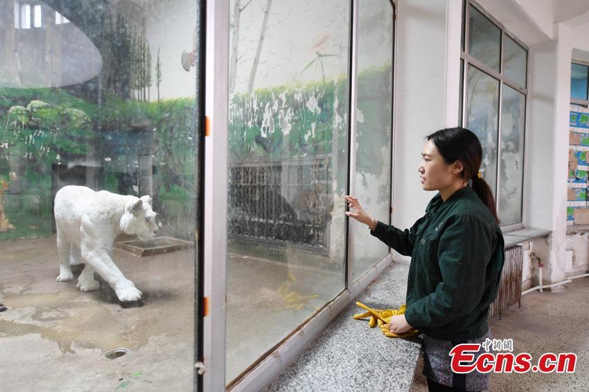 Keeper Li Yimeng observes a tiger at the Changchun Zoo and Botanical Garden in Changchun City, the capital of Northeast China\'s Jilin Province. The 27-year-old postgraduate student in veterinary science at Jilin University is responsible for looking after seven tigers and one lion, task that including preparing food and cleaning their dens. (Photo: China News Service/Zhang Yao)