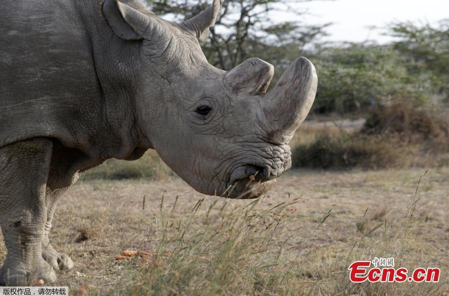 World's last male white rhino dies(1/4)