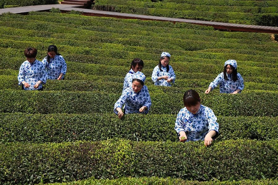 'Forest chiefs' can help Anhui tea fields thrive(1/6)