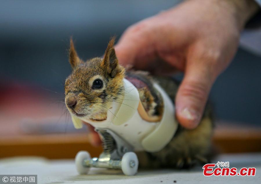 Turkish squirrel gets prosthetic arms(1/4)