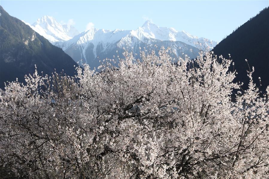 Scenery of peach blossoms in Tibet(1/6)