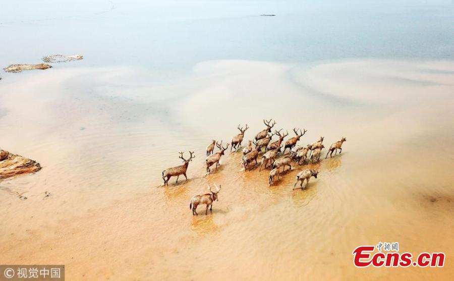 China releases 47 milu deer into wild in major lake(1/10)