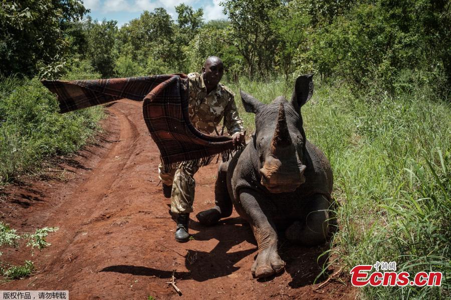 Kenya tags rhinos in conservation drive(1/4)
