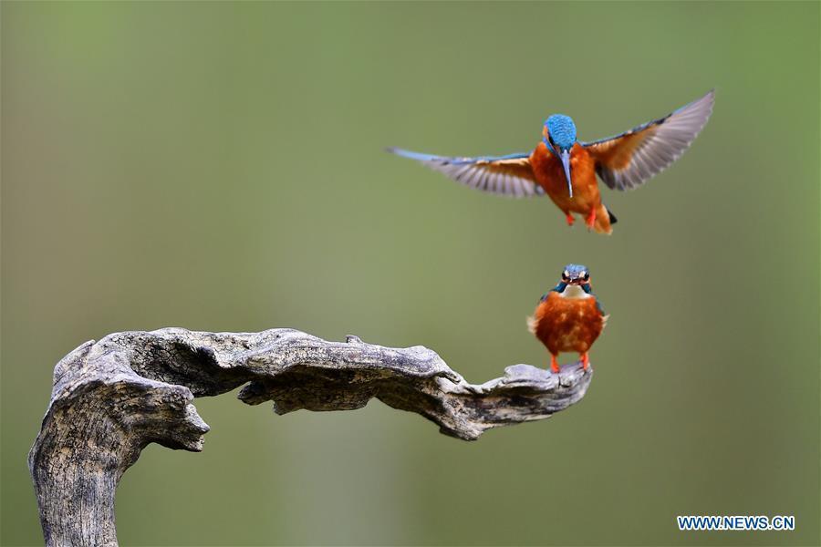 Kingfishers seen at national forest park in Fujian(1/6)