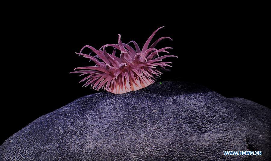 Chinese research vessel conducts research on Magellan Seamounts(1/8)