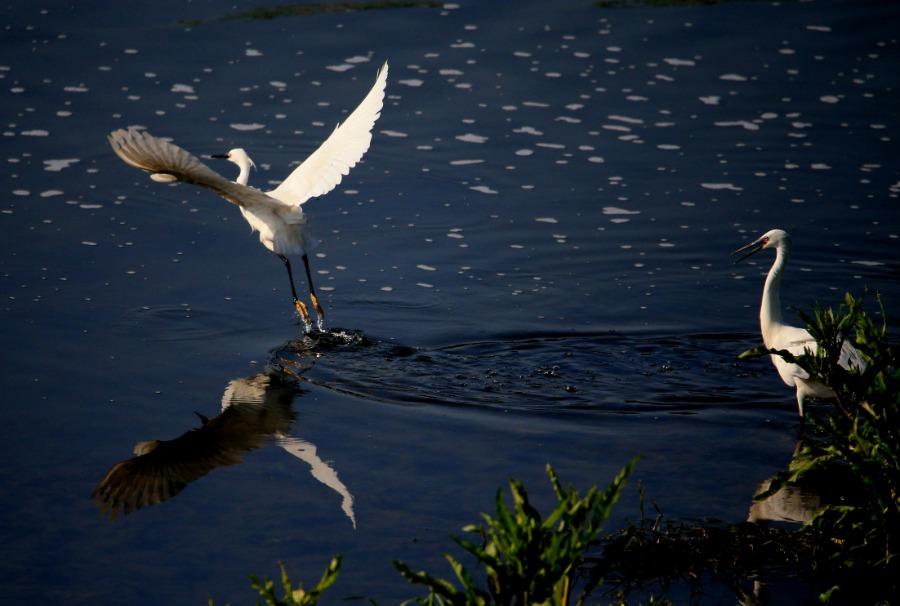 Egrets enjoy springtime weather in Anhui(1/5)