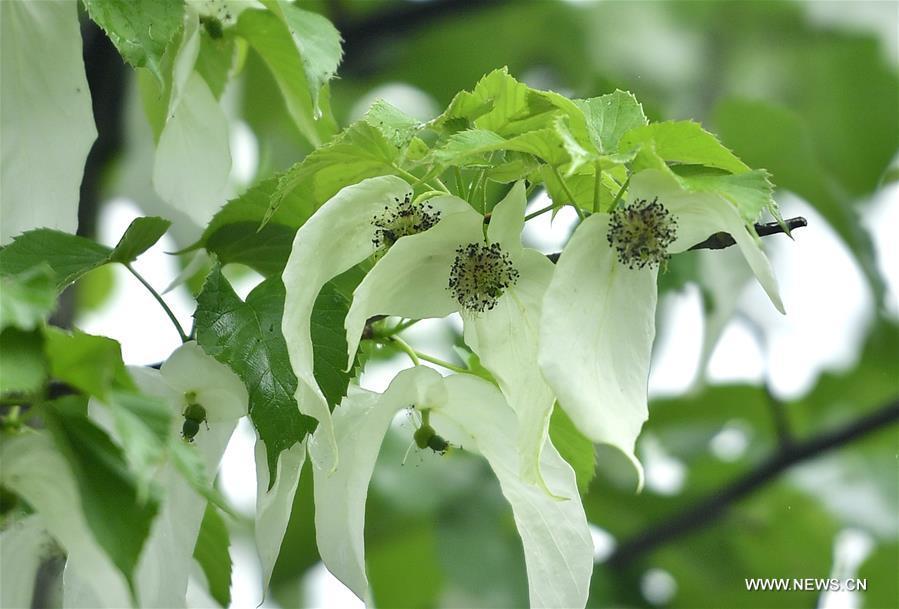Flowers of Chinese dove tree bloom(1/4)