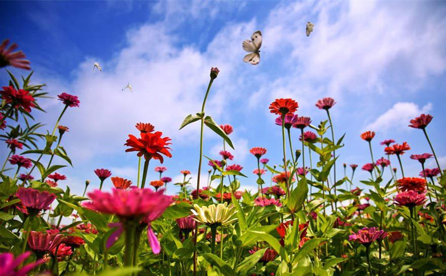 'Flower sea' in Fujian attracts tourists(1/6)