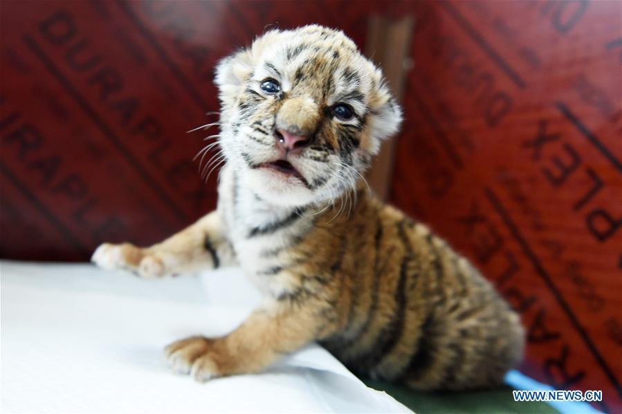 NE China breeding center welcomes over 30 Siberian tiger cubs(1/6)