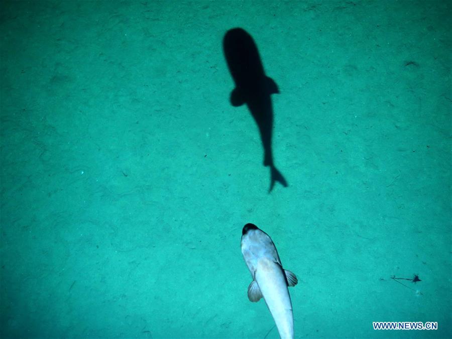 Deep-sea creatures captured by China's unmanned submersible Qianlong III(1/2)