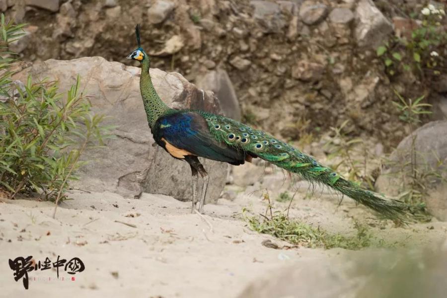 Images offer first good look at rare green peacocks(1/3)